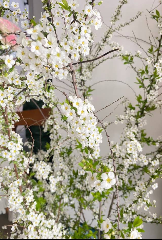 雪柳干枝怎么养